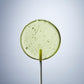 Green Apple Vodka Lollipops- Small